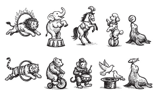 Black and white illustration featuring hand-drawn circus animals including a lion, elephant, tiger, bear, seal, monkey, horse and dove. Can be used for banners, posters, or flyers.