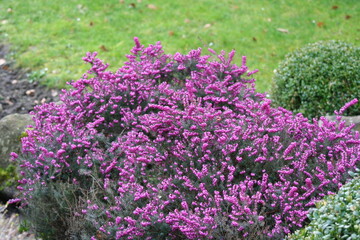 Obraz premium purple flowers in the garden