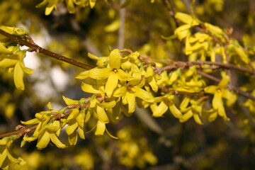 yellow flowers in spring