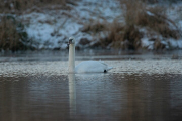 łabędzie zimą na niezamarzniętej tafli wody © Michał Kurzątkowski