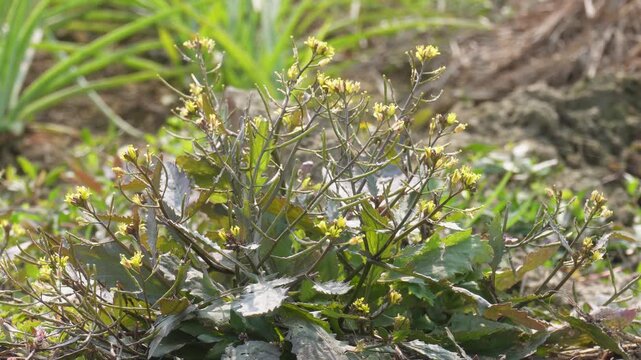 Yellow Blooms of Indian Field-Cress