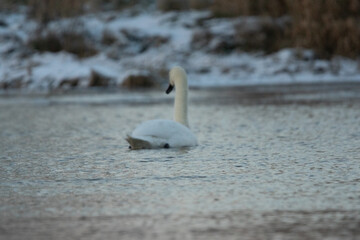 łabędzie zimą na niezamarzniętej tafli wody © Michał Kurzątkowski