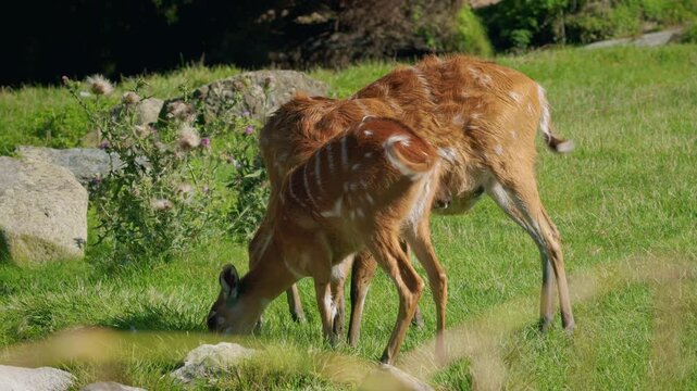 Sitatunga antelopes grazing on fresh green grass, striped brown fur and relaxed feeding behavior captured in natural daylight within wetland landsca