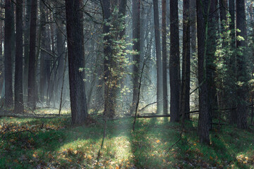 Zimowy dzień w wysokim lesie. Na ziemi leżą resztki śniegu. Nad ziemią i wśr&oacute;d drzew unosi się opar mgły. Oświetlające mgłę światło słoneczne tworzy malownicze smugi.