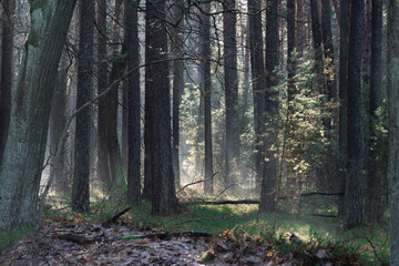 Zimowy dzień w wysokim lesie. Na ziemi leżą resztki śniegu. Nad ziemią i wśr&oacute;d drzew unosi się opar mgły. Oświetlające mgłę światło słoneczne tworzy malownicze smugi.