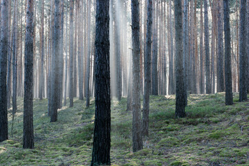 Zimowy dzień w wysokim lesie. Na ziemi leżą resztki śniegu. Nad ziemią i wśr&oacute;d drzew unosi się opar mgły. Oświetlające mgłę światło słoneczne tworzy malownicze smugi.