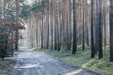 Leśna droga w sosnowym lesie. Jest zimowy, słoneczny dzień. Między drzewami i nad drogą unosi się mgła oświetlana słonecznym światłem.
