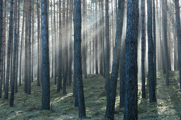 Zimowy dzień w wysokim lesie. Na ziemi leżą resztki śniegu. Nad ziemią i wśr&oacute;d drzew unosi się opar mgły. Oświetlające mgłę światło słoneczne tworzy malownicze smugi.