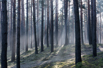 Zimowy dzień w wysokim lesie. Na ziemi leżą resztki śniegu. Nad ziemią i wśr&oacute;d drzew unosi się opar mgły. Oświetlające mgłę światło słoneczne tworzy malownicze smugi.