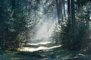Leśna droga w sosnowym lesie. Jest zimowy, słoneczny dzień. Między drzewami i nad drogą unosi się mgła oświetlana słonecznym światłem.