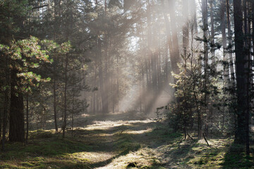 Leśna droga w sosnowym lesie. Jest zimowy, słoneczny dzień. Między drzewami i nad drogą unosi się mgła oświetlana słonecznym światłem.