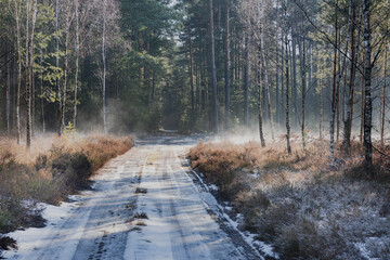 Leśna droga w sosnowym lesie. Jest zimowy, słoneczny dzień. Między drzewami i nad drogą unosi się mgła oświetlana słonecznym światłem.

