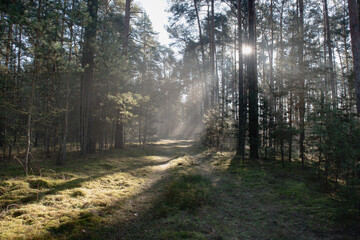 Leśna droga w sosnowym lesie. Jest zimowy, słoneczny dzień. Między drzewami i nad drogą unosi się mgła oświetlana słonecznym światłem.
