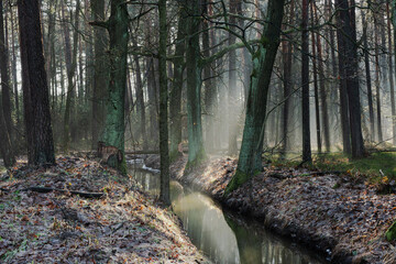 Zimowy dzień w wysokim lesie. Na ziemi leżą resztki śniegu. Nad ziemią i wśr&oacute;d drzew unosi się opar mgły. Oświetlające mgłę światło słoneczne tworzy malownicze smugi.