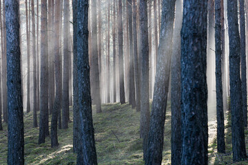 Zimowy dzień w wysokim lesie. Na ziemi leżą resztki śniegu. Nad ziemią i wśr&oacute;d drzew unosi się opar mgły. Oświetlające mgłę światło słoneczne tworzy malownicze smugi.