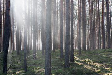 Zimowy dzień w wysokim lesie. Na ziemi leżą resztki śniegu. Nad ziemią i wśr&oacute;d drzew unosi się opar mgły. Oświetlające mgłę światło słoneczne tworzy malownicze smugi.