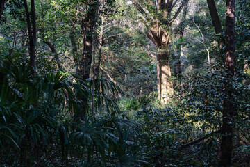 日本の神社：神聖な森林と建築物と参道（神宮・鳥居）