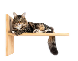 A relaxed cat lies comfortably on a wooden shelf, showcasing its playful nature and vibrant fur.