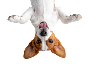 A playful dog upside down with a cheerful expression, showcasing its fun and friendly personality.