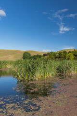 ニュージーランド　ホークス・ベイ地方にある湿地保護区のペカペカ・リージョナルパーク