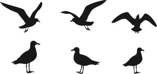 Fototapeta premium A collection of seagull silhouettes in various flying and standing poses on transparent background