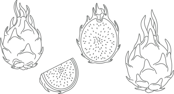Detailed dragon fruit illustration with whole and sliced shapes on transparent background silhouette