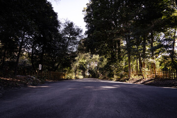 日本の神社：神聖な森林と建築物と参道（神宮・鳥居）