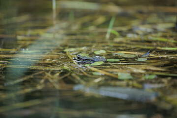 rana verde, ferma, che galleggia sulla superficie dell' acqua di una palude fluviale, di giorno, in estate © PhotoMet
