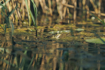 rana verde, ferma, che galleggia sulla superficie dell' acqua di una palude fluviale, di giorno, in estate © PhotoMet