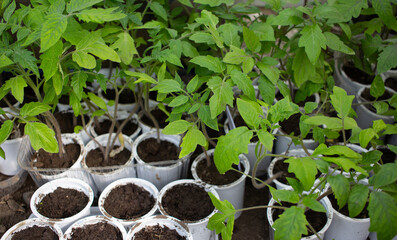 Young tomato seedlings growing in plastic cups