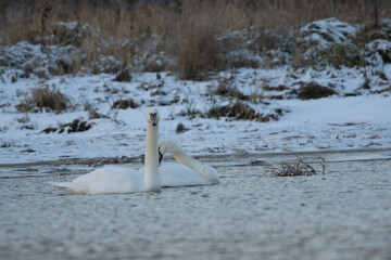 łabędzie zimą na niezamarzniętej tafli wody
