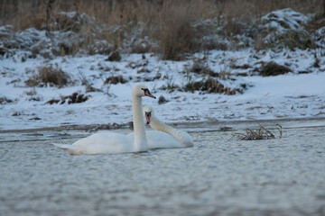 łabędzie zimą na niezamarzniętej tafli wody