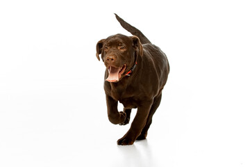 Chocolate Labrador Retriever sitting on white background, studio portrait. Friendly purebred dog looking at camera, isolated with copy space.