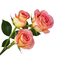 Naklejka premium Delicate pink and yellow roses