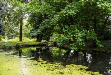 Obraz premium Calm forest river with green trees reflection in Park Rams Woerthe in Netherlands summer landscape