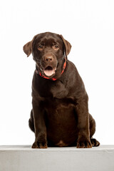 Obraz premium Chocolate Labrador Retriever sitting on white background, studio portrait. Friendly purebred dog looking at camera, isolated with copy space.