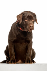 Chocolate Labrador Retriever sitting on white background, studio portrait. Friendly purebred dog looking at camera, isolated with copy space.