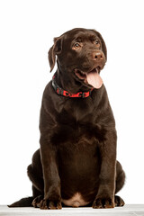Fototapeta premium Chocolate Labrador Retriever sitting on white background, studio portrait. Friendly purebred dog looking at camera, isolated with copy space.