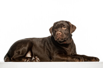 Obraz premium Chocolate Labrador Retriever sitting on white background, studio portrait. Friendly purebred dog looking at camera, isolated with copy space.
