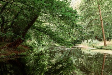 Calm forest river with green trees reflection in Park Rams Woerthe in Netherlands summer landscape