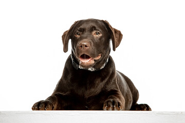 Fototapeta premium Chocolate Labrador Retriever sitting on white background, studio portrait. Friendly purebred dog looking at camera, isolated with copy space.