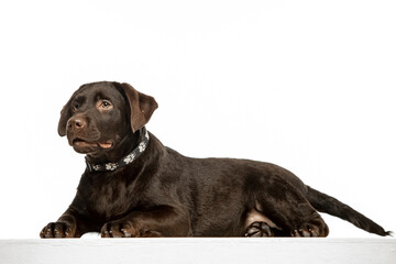 Obraz premium Chocolate Labrador Retriever sitting on white background, studio portrait. Friendly purebred dog looking at camera, isolated with copy space.