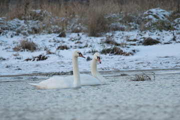 łabędzie zimą na niezamarzniętej tafli wody