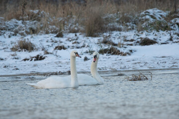 łabędzie zimą na niezamarzniętej tafli wody