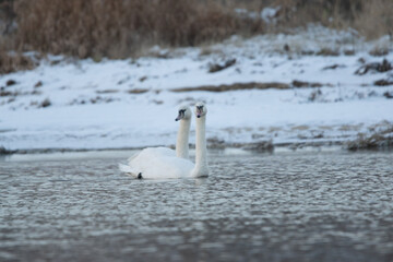 łabędzie zimą na niezamarzniętej tafli wody