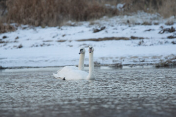 łabędzie zimą na niezamarzniętej tafli wody