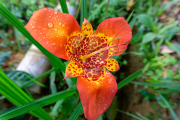 Orange Tiger Flower (Tigridia pavonia) with raindrops in a tropical garden.