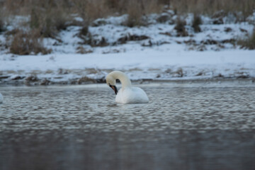 łabędzie zimą na niezamarzniętej tafli wody