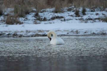 łabędzie zimą na niezamarzniętej tafli wody