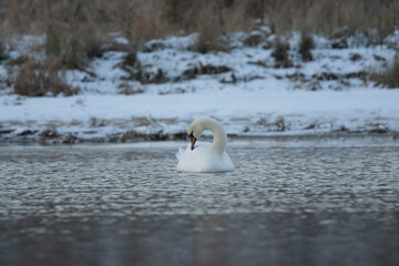 łabędzie zimą na niezamarzniętej tafli wody